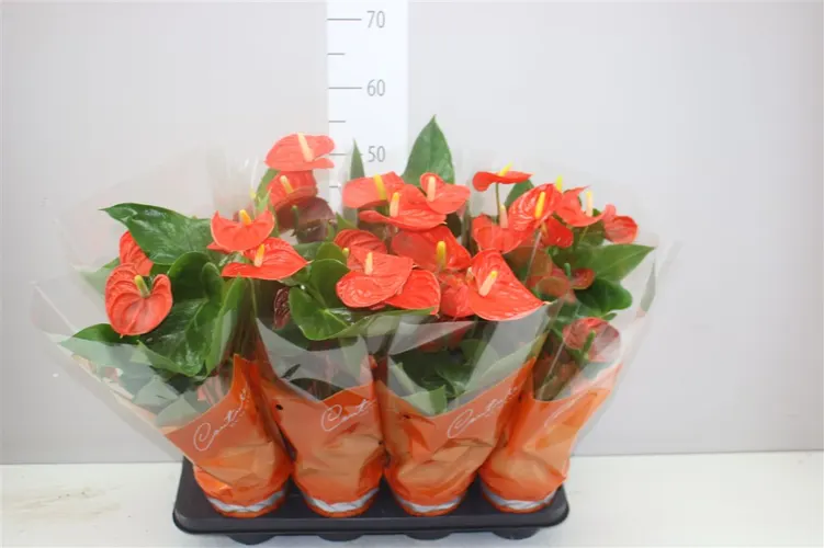 Antúrium Sierra Orange črepník 14 cm