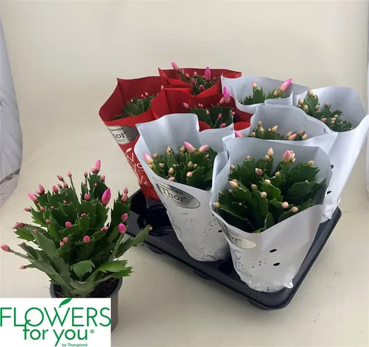 Schlumbergera mix 2 Kleuren črepník 11 cm