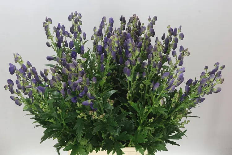 Aconitum Car Arendsii 85 cm