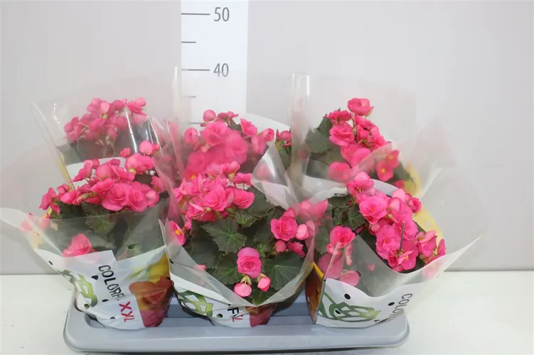 Begónia Hl Adonia Pink črepník 14 cm