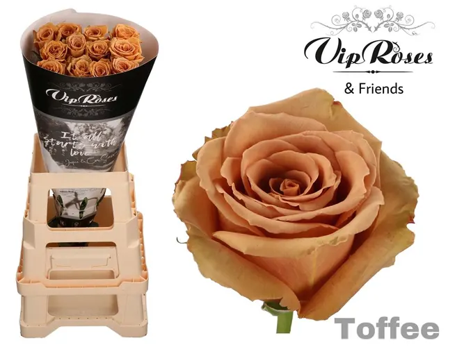 Ruža Toffee, Ekvádor 70 cm