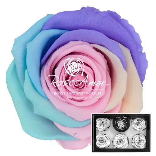 Stabilizovaná ruža XL ⌀ 6 cm, dúhová PIN04
