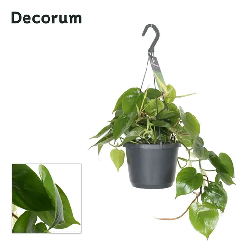 Philodendron Scandens, závesný črepník črepník 17 cm