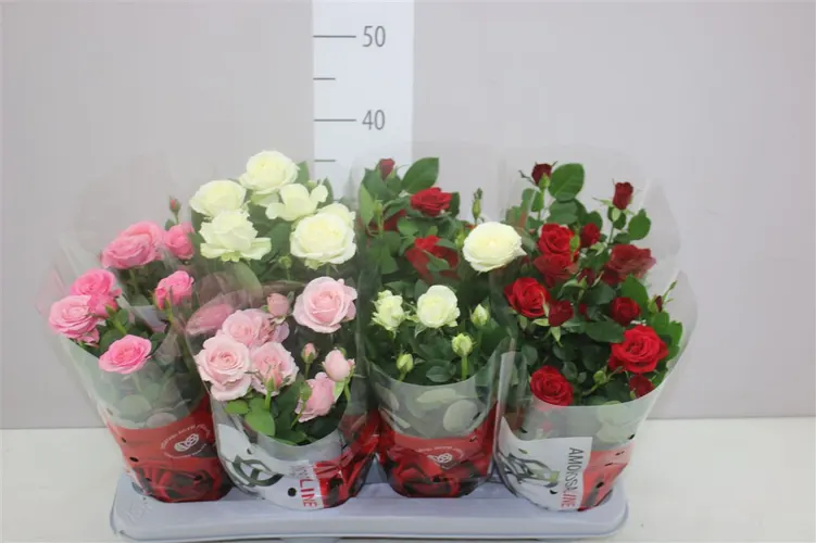 Ruža črepníková Amorosa mix črepník 14 cm