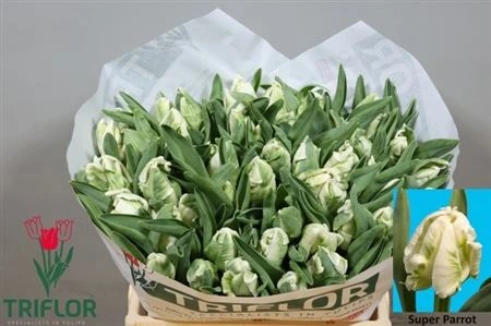 Tulipán papagájový Superparrot 37 cm