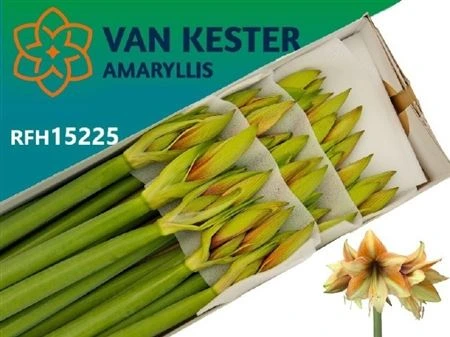 Amarylis Mocca 75 cm