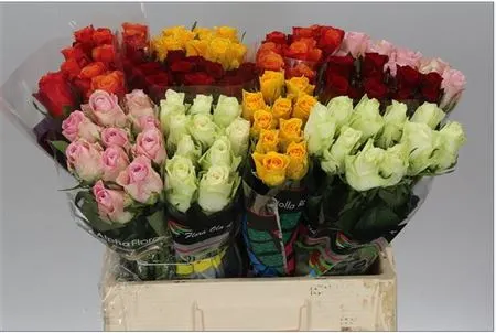 Rosa Mix Africa On 10 60 cm