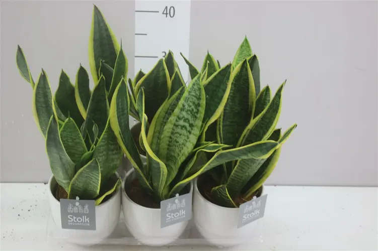 Sansevieria Tr Futura Superba Liv Keramiek črepník 13 cm