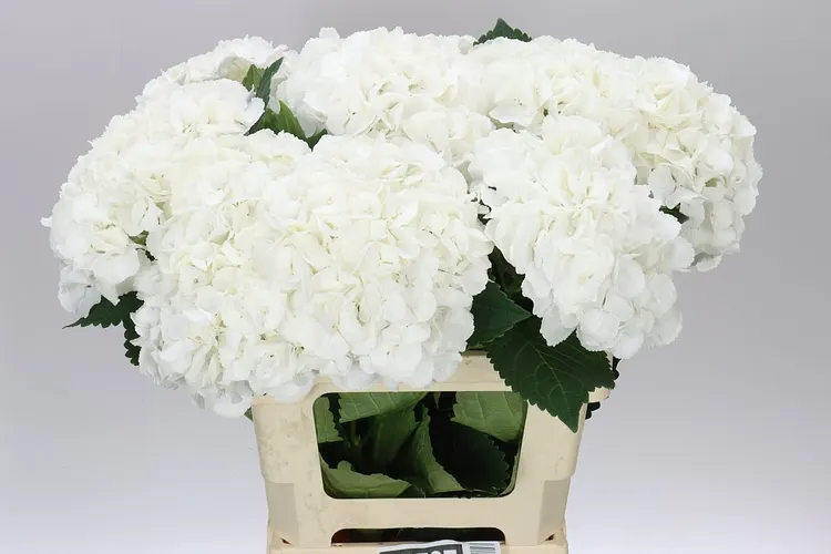 Hydrangea Princes White 60 cm