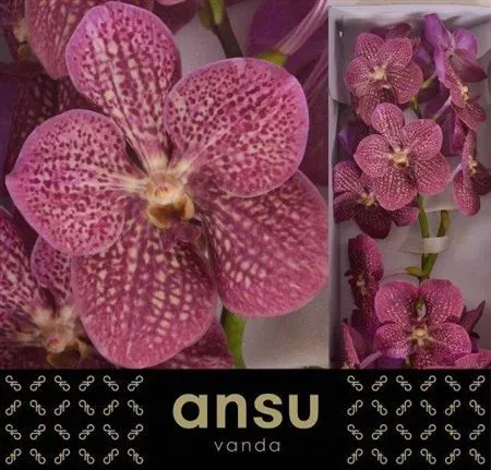 Vanda Ni Tropi Punch 25 cm