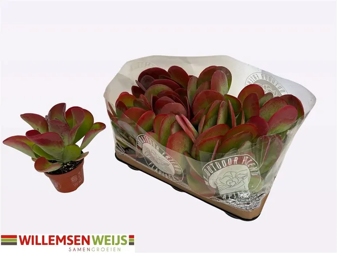 Kalanchoe Thyrsiflora črepník 10,5 cm