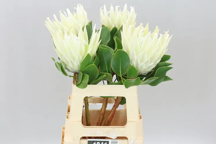Protea Cynaroides Arctic Ice 60 cm