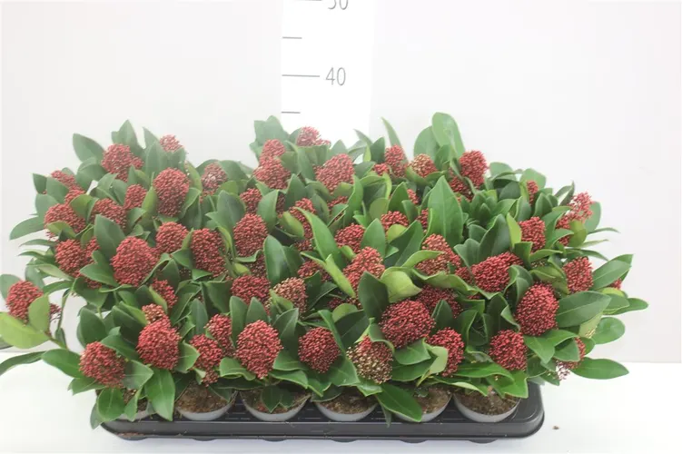 Skimmia Rubella 4+ črepník 9 cm
