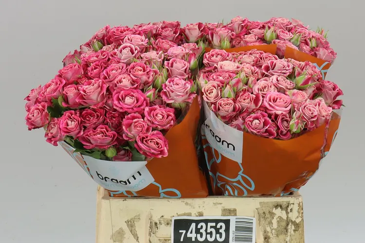 Rosa Tr Flinders Lane 40 cm