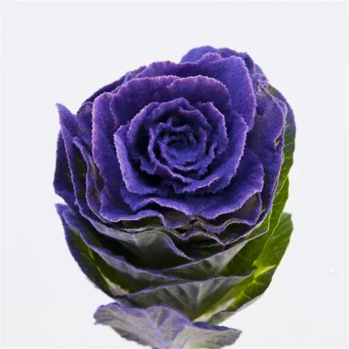 Brassica Powdered Purple 60 cm