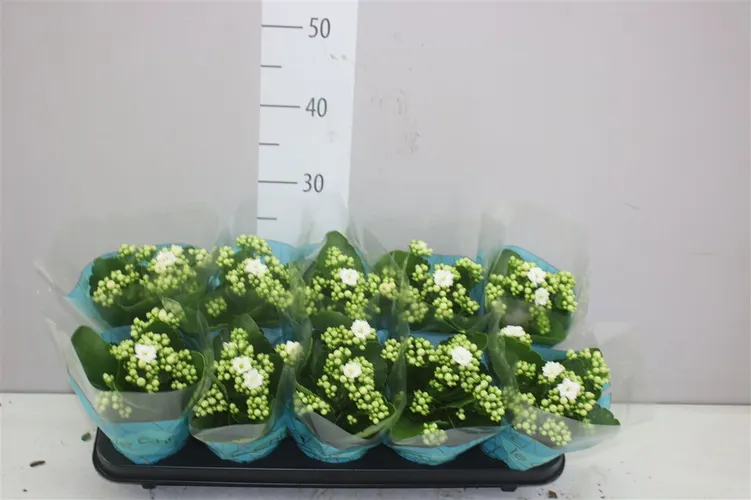 Kalanchoe Rosalina Wit črepník 10,5 cm