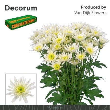 Chryzantéma trsová Delianne White 70 cm