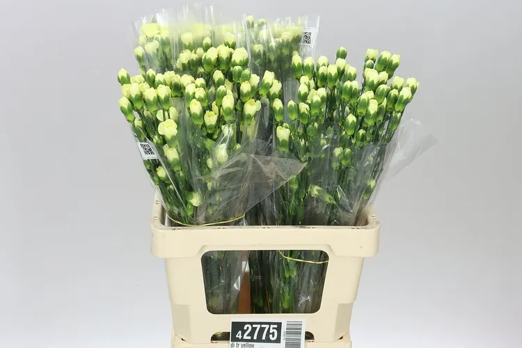 Di Tr Yellow 65 cm