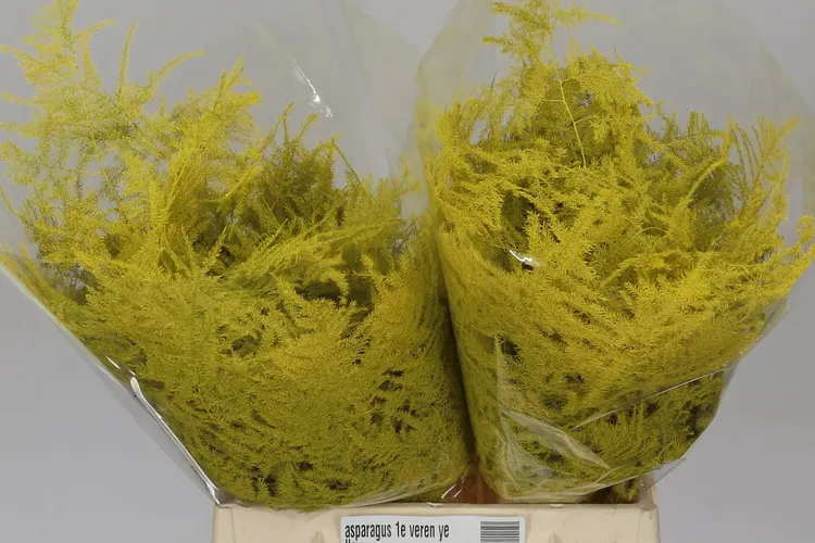 Asparagus 1e Veren Yellow 45 cm