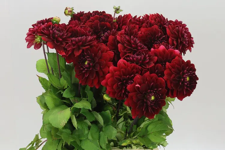Dahlia Red Runner 57 cm