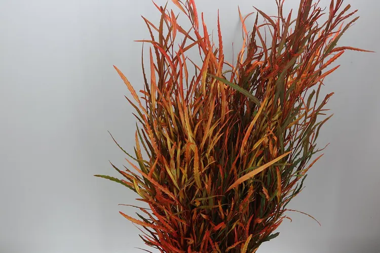 Grevilea Autumn 80 cm