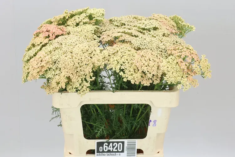 Achillea Lachsschönheit 55 cm