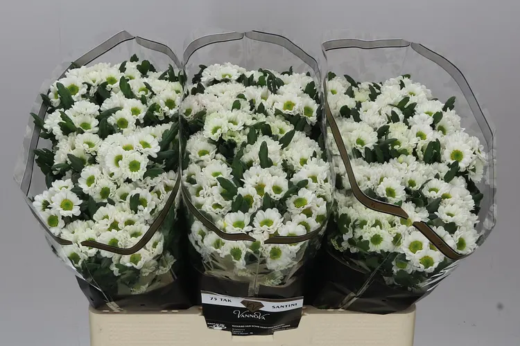 Chryzantéma santini Rossi White 55 cm