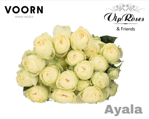 R Tr Ayala! 50 cm