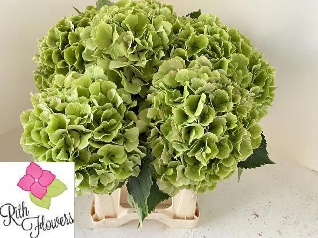 Hyd Heaven Green 61 cm