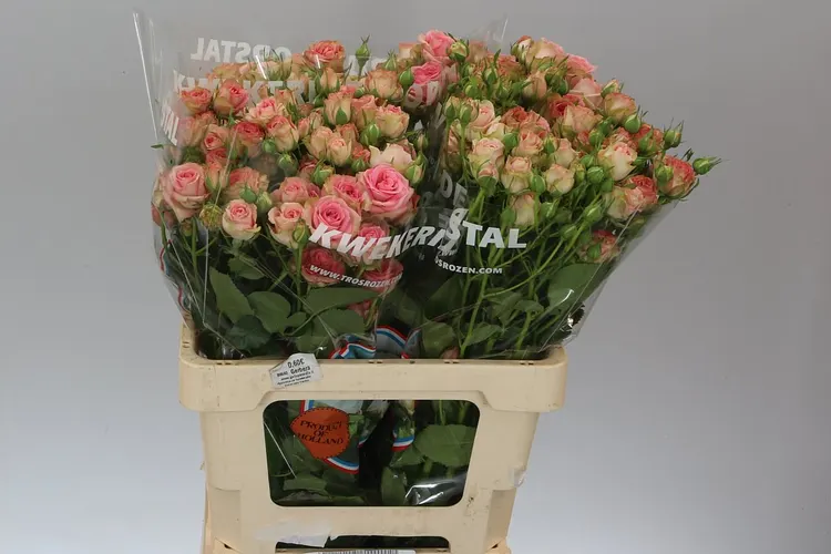 Rosa Tr Pepita 60 cm
