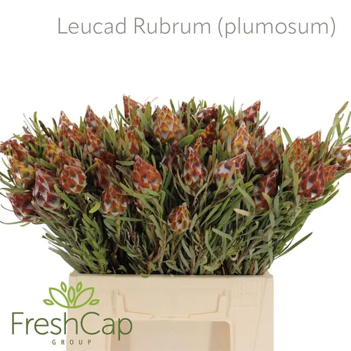 Kaaps Rubrum/plumosum 40 cm