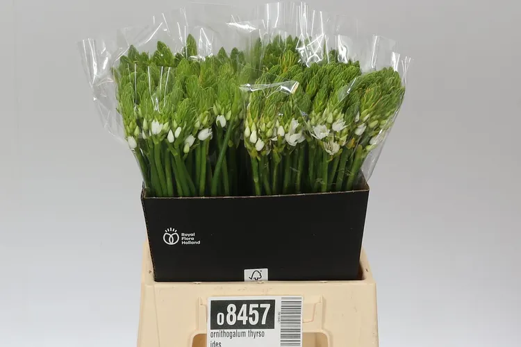 Ornithogalum Thyrsoides 45 cm