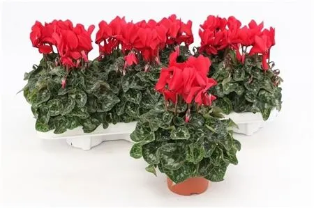 Cyclamen Super Allure Rood črepník 10,5 cm