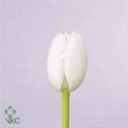 Tulipa En Royal Virgin