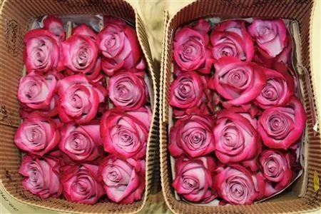 Rosa Gr Ec Deep Purple 50 cm