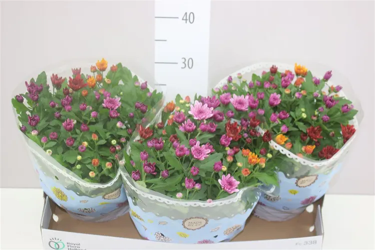 Chrysanth Carnaval Aubisque Schaal črepník 23 cm