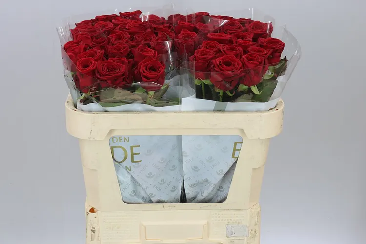 Rosa Gr Red Naomi Ende 70 cm