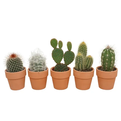Cactus Mix In 6 Cm 'terracotta Kraagpotje' črepník 5,5 cm