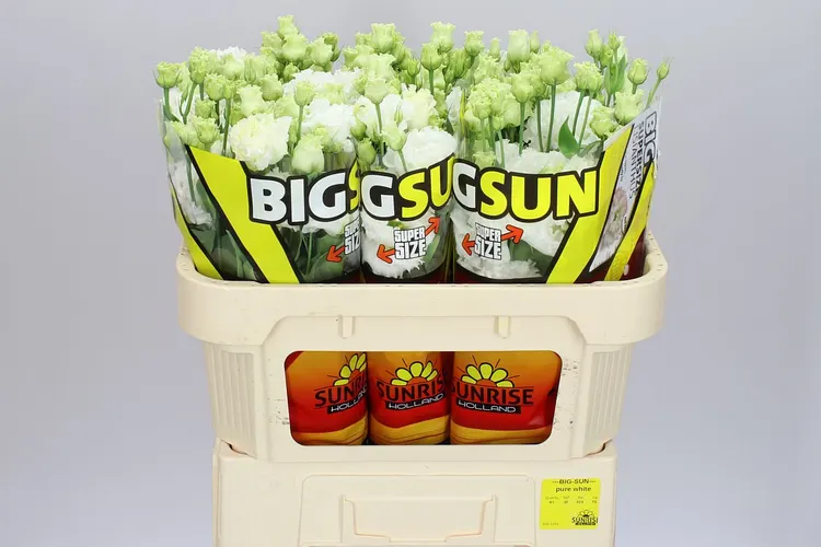 Eustóma plnokvetá Allisa Pure White Sunrise 72 cm