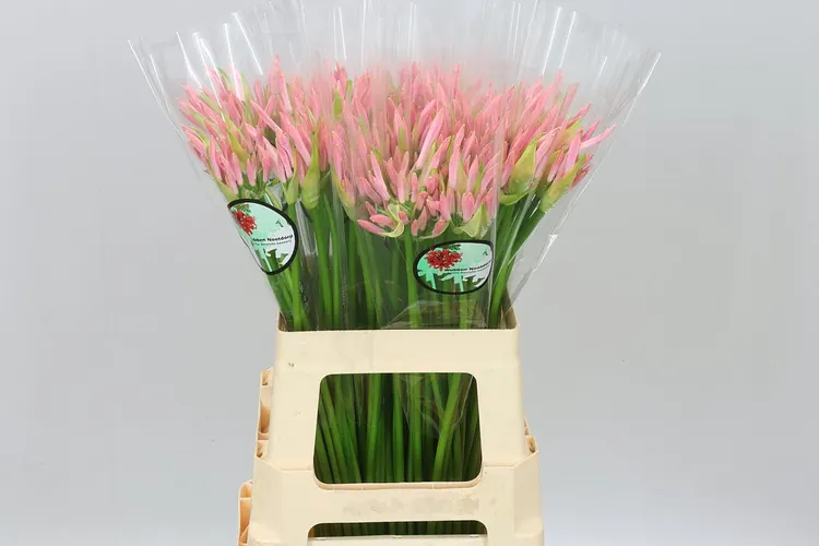 Nerine Bo Vesta K 60 cm
