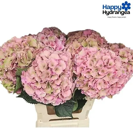 Hyd Palace Classic 65 cm