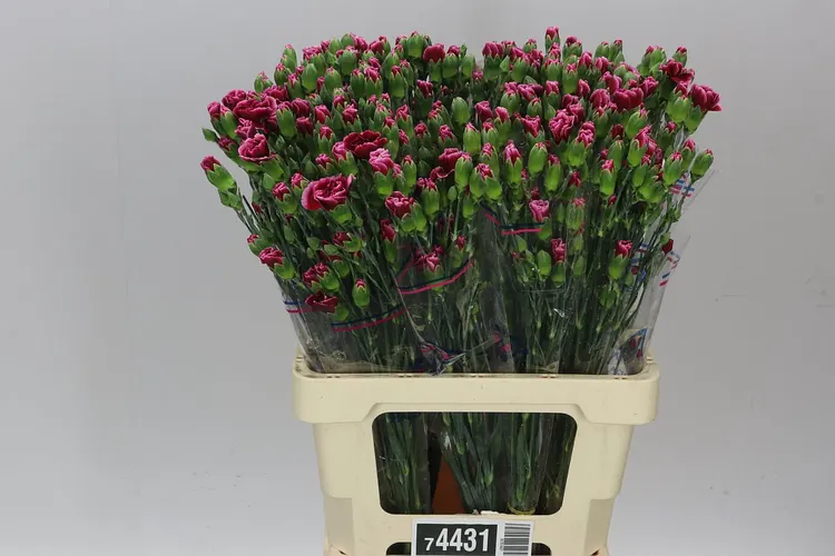 Di Tr Berry 65 cm