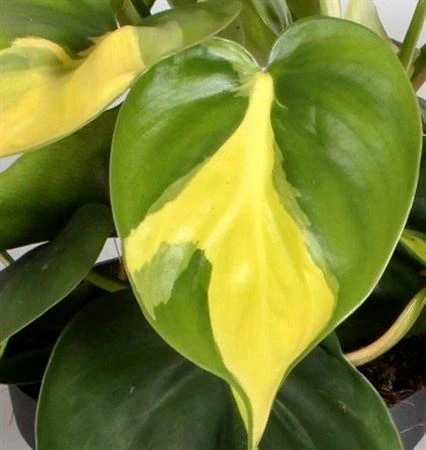 Philodendron Scandens Brasil črepník 12 cm