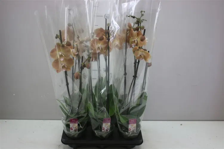Orchidea Phalaenopsis Pumpkion, 2 výhony črepník 12 cm