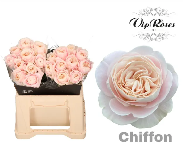 R Gr Chiffon X20 40 cm