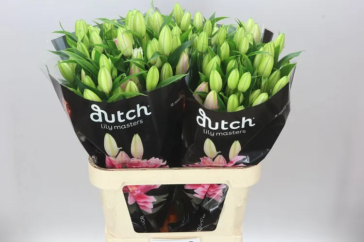 Ľalia orientálna Roselily Viola ( Double ) 85 cm