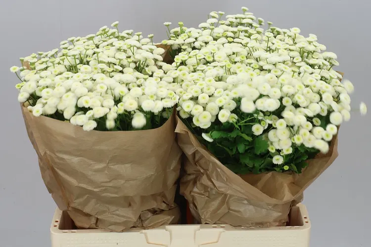 Tanacetum Rio 60 cm