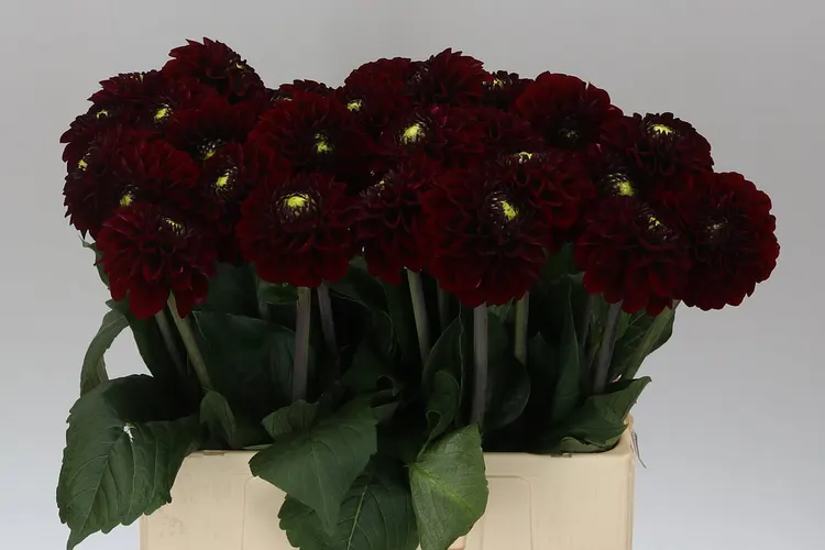 Dahlia Black Fox Ex 60 cm