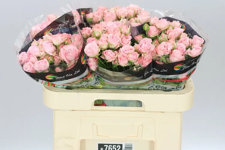 Rosa Tr Madam Bombastic 60 cm
