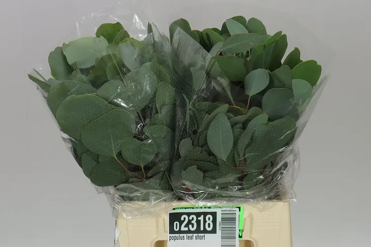 Populus Leaf Short 50 cm